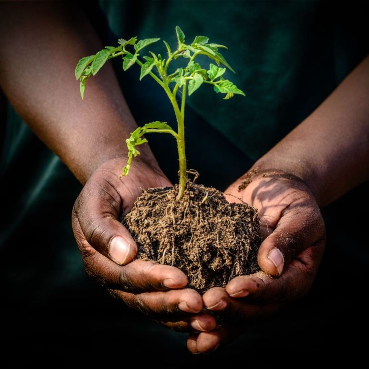 Hands holding a young plant